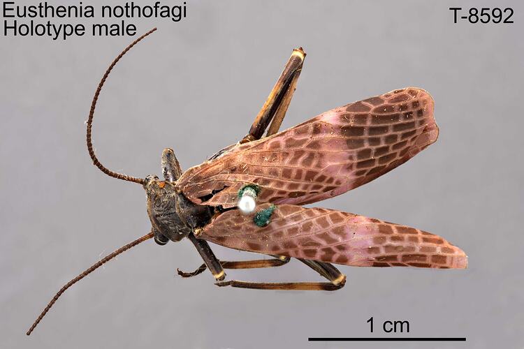 Stonefly specimen, male, dorsal view.