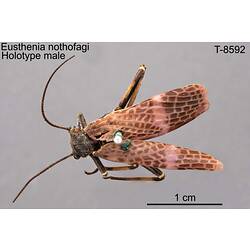Stonefly specimen, male, dorsal view.