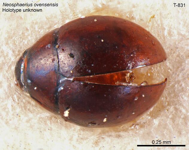 Beetle specimen, dorsal view.