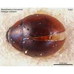 Beetle specimen, dorsal view.