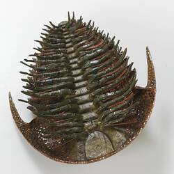 Model of trilobite, viewed from underneath.