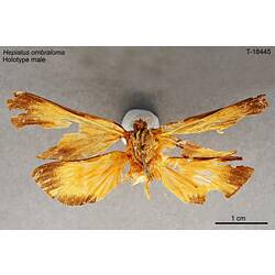 Moth specimen, male, ventral view.