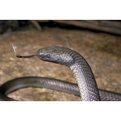 An Eastern Small-eyed Snake with its forked tongue out.
