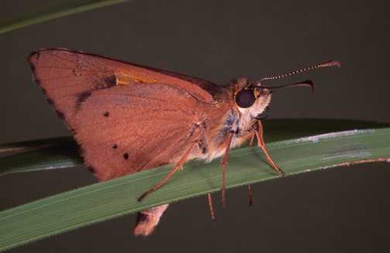 A Flame Sedge-skipper butterfly on grass, showing the underside of the wings.