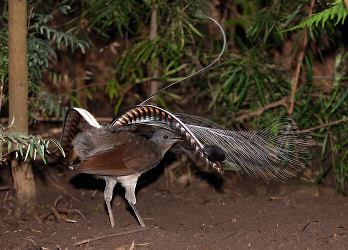 A bird, a male Superb Lyrebird, dancing on the ground and arching its tail over its back.