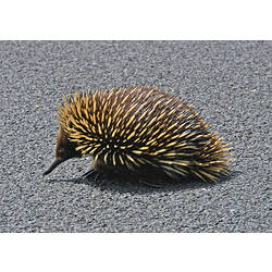 A Short-beaked Echidna walking on a sealed road.