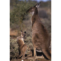 A Western Grey Kangaroo standing beside a joey.