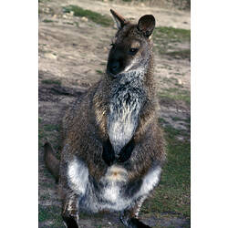 A Red-necked Wallaby standing in green grass.