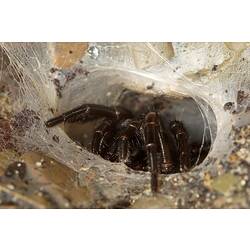 A Victorian Funnelweb Spider in its silk burrow.