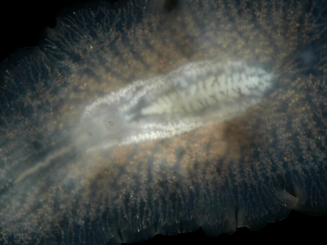 Family Leptoplanidae, flatworm. Portsea Pier, Victoria. [F 172830]