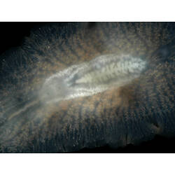 Family Leptoplanidae, flatworm. Portsea Pier, Victoria. [F 172830]