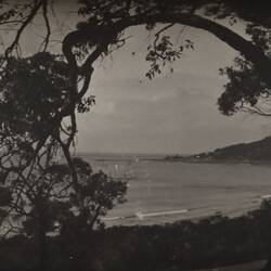 Photograph - Loutit Bay Through the Gums Looking Towards the Point, Lorne, Victoria, circa 1920s