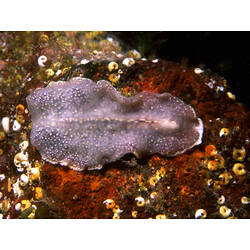 Flatworm on encrusted timber.