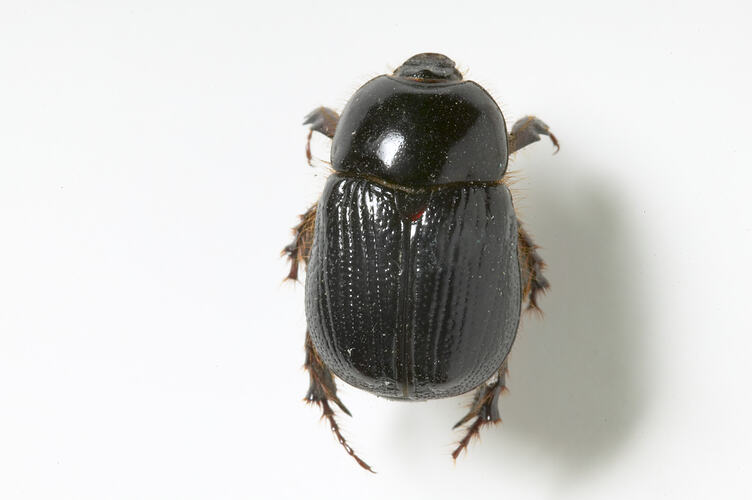 A black beetle (a Red-headed Pasture Cockchafer) on a white background.