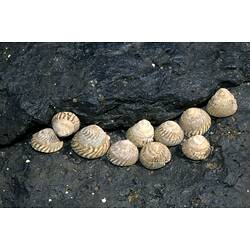 Cluster of Striped-mouth Conniwinks in a rock crevice