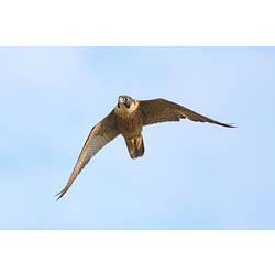 A Peregrine Falcon in flight, wings outstretched against a blue sky.