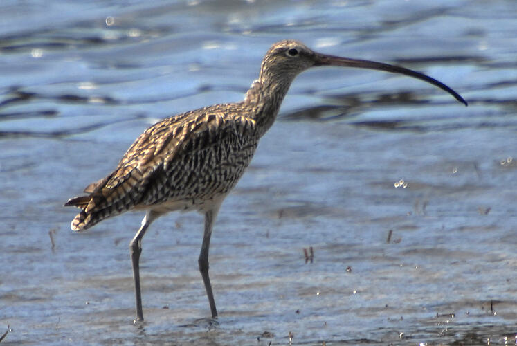 An Eastern Curlew wading in shallow water.
