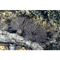 Two Feather-duster worms on reef.