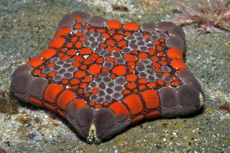 Red and grey Biscuit Star on the seafloor