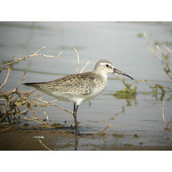 A bird, the Curlew Sandpiper, standing in shallow water.