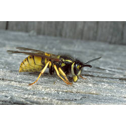 A European Wasp on bark.