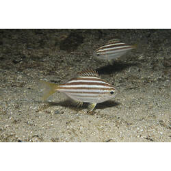 Two stripy fish, Mado, swimming above sand.