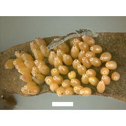 Red-spotted Jezebel, <em>Delias aganippe</em>, eggs. Scale bar = 2 mm.