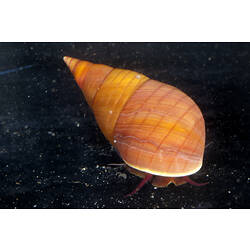 An orange Kelp Shell, head of animal visible