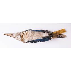 Dry bird skin specimen with labels.