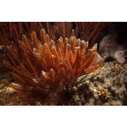 Pinkish feathery hydroid colony on reef.