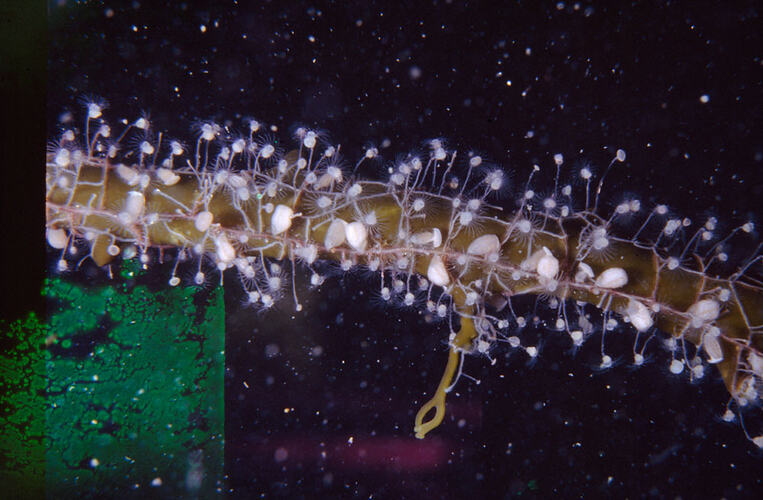 Detail of hydroid colony.