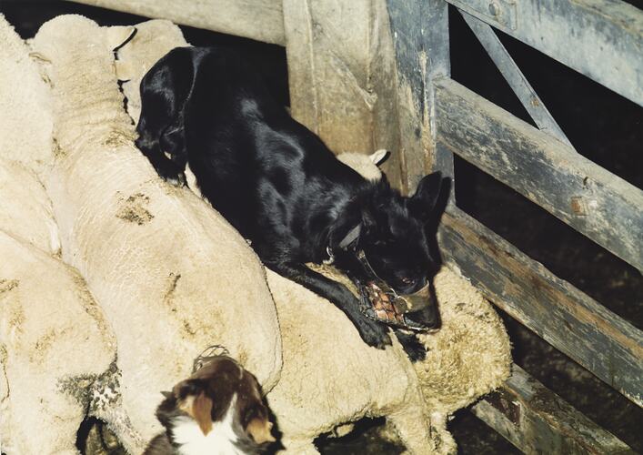Sheep Dog, Newmarket Saleyards, 1987