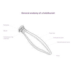 Line drawing illustrating sea cucumber anatomy.