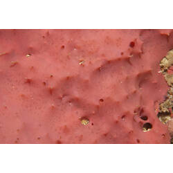 Surface of pink sponge.