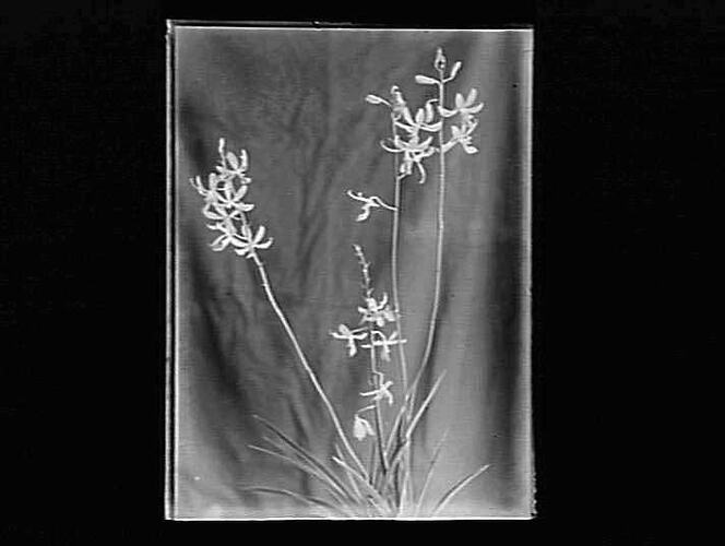 Glass Negative Orchid, by A.J. Campbell, Australia, circa 1900