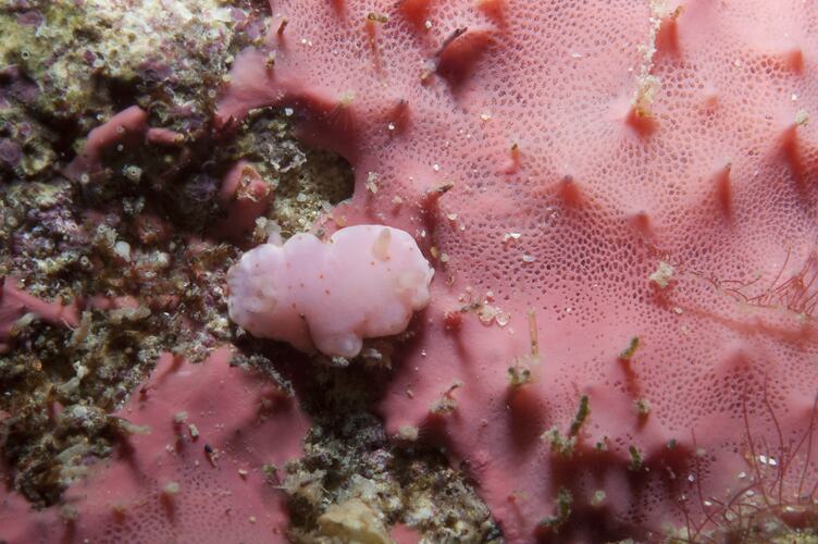 Pink nudibranch feeding on darker pink sponge.