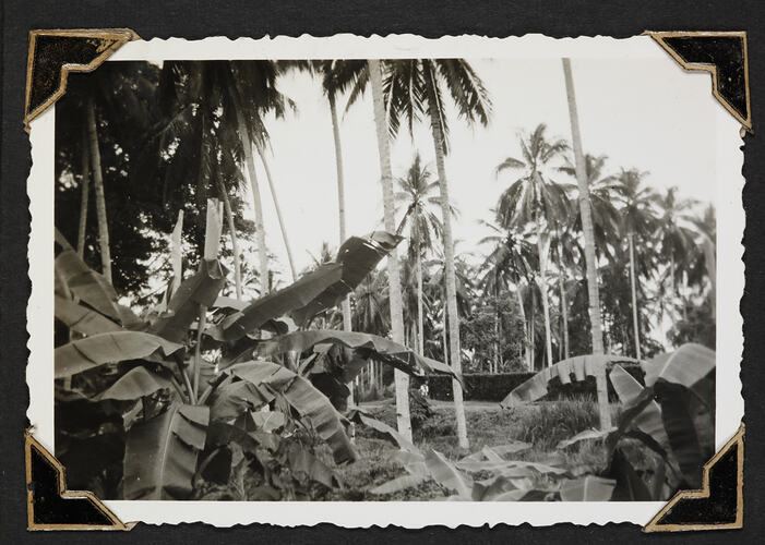 Palm trees and ferns.