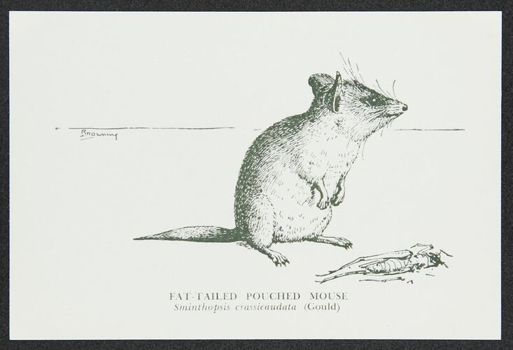 Postcard - Fat-tailed Pouched Mouse, National Museum Victoria, crica 1950