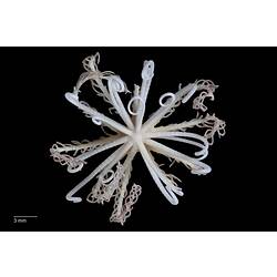 Feather star with long coiled, white arms, dorsal view.
