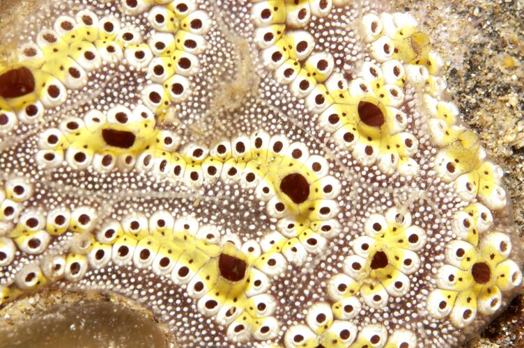 <em>Botrylloides leachii</em>, ascidian. Portsea Pier, Port Phillip, Victoria.