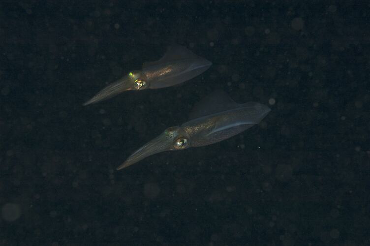 <em>Sepioteuthis australis</em>, Southern Calamari Squid. Wilsons Promontory National Park, Victoria.