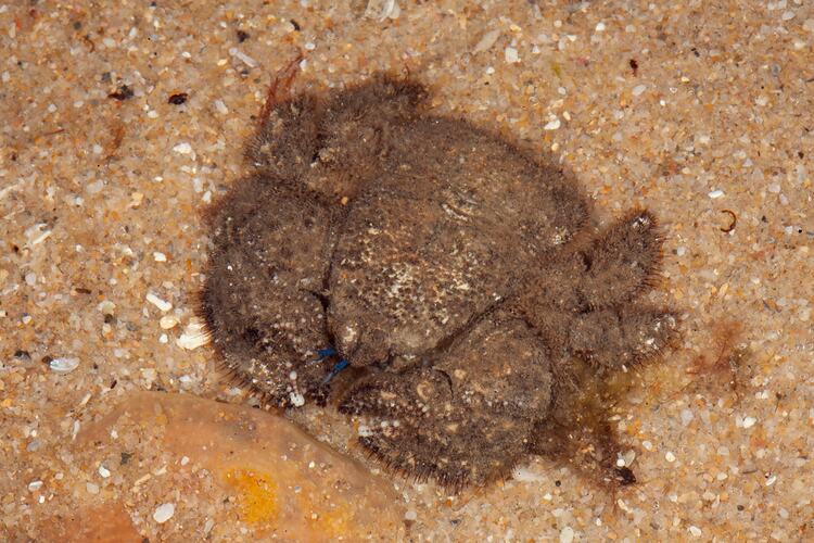 <em>Lomis hirta</em>, Hairy Stone Crab. Bunurong Marine National Park, Victoria.