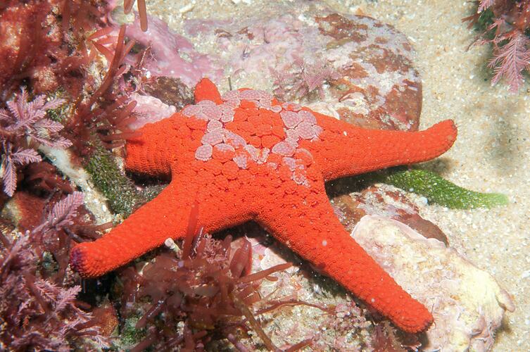 Orange seastar on sandy sea floor.