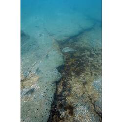 Small school of wrasse over rock seabed.