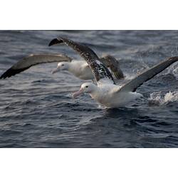 Two white and black albatross taking off.