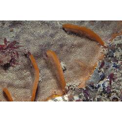 Phylum Bryozoa, lace coral. Wilsons Promontory National Park, Victoria.