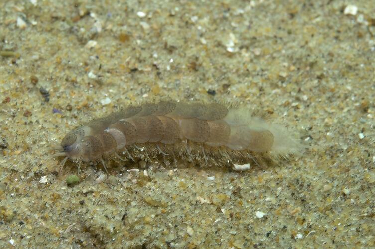 <em>Paralepidonotus ampulliferus</em>, Scale Worm. Port Phillip, Victoria.