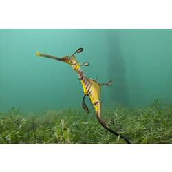 <em>Phyllopteryx taeniolatus</em>, Common Seadragon. Western Port, Victoria.