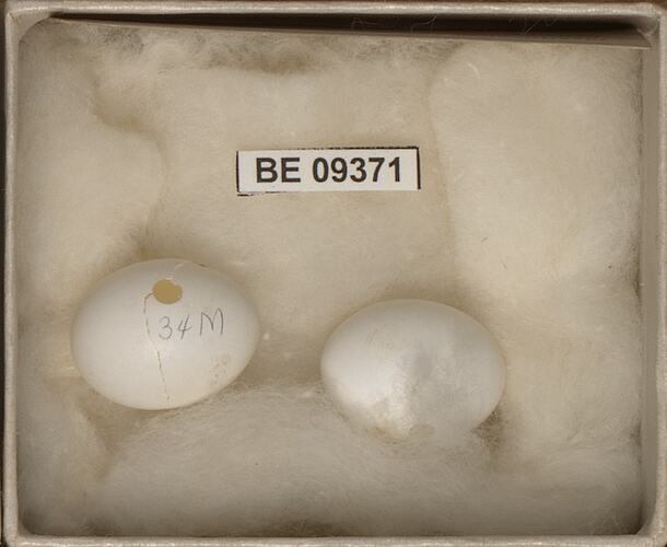 Two bird eggs with specimen labels in box.