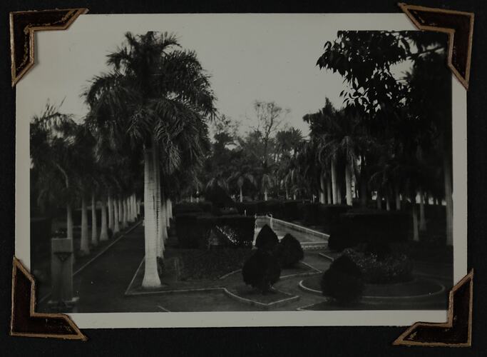Pool surrounded by rows of palm trees.